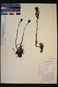 Castilleja lemmonii image